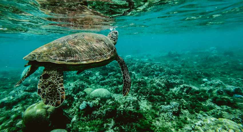 Bildmotiv für Infrarot Bildheizung: Schildkröte