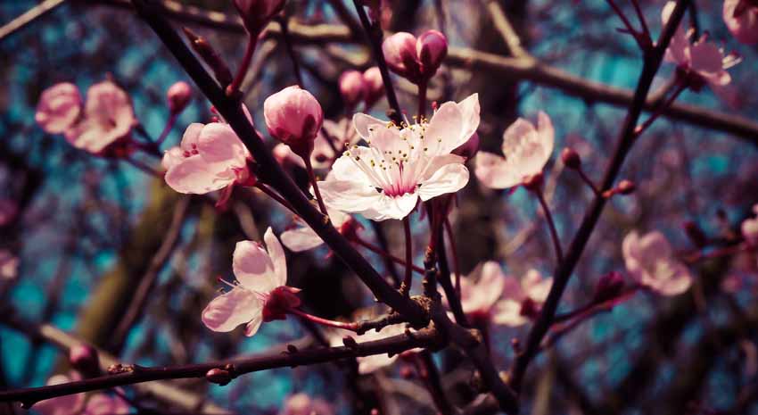 Bildmotiv für Infrarot Bildheizung: Mandelblüten